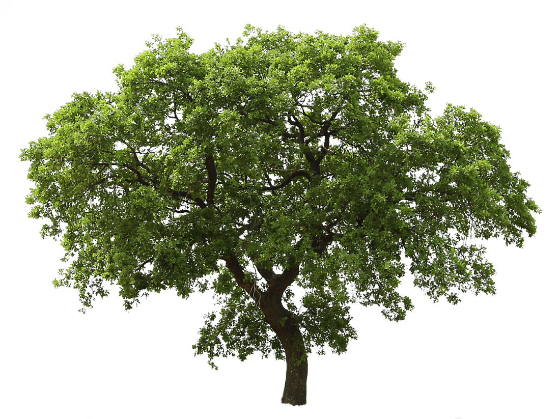 Árbol izquierdo