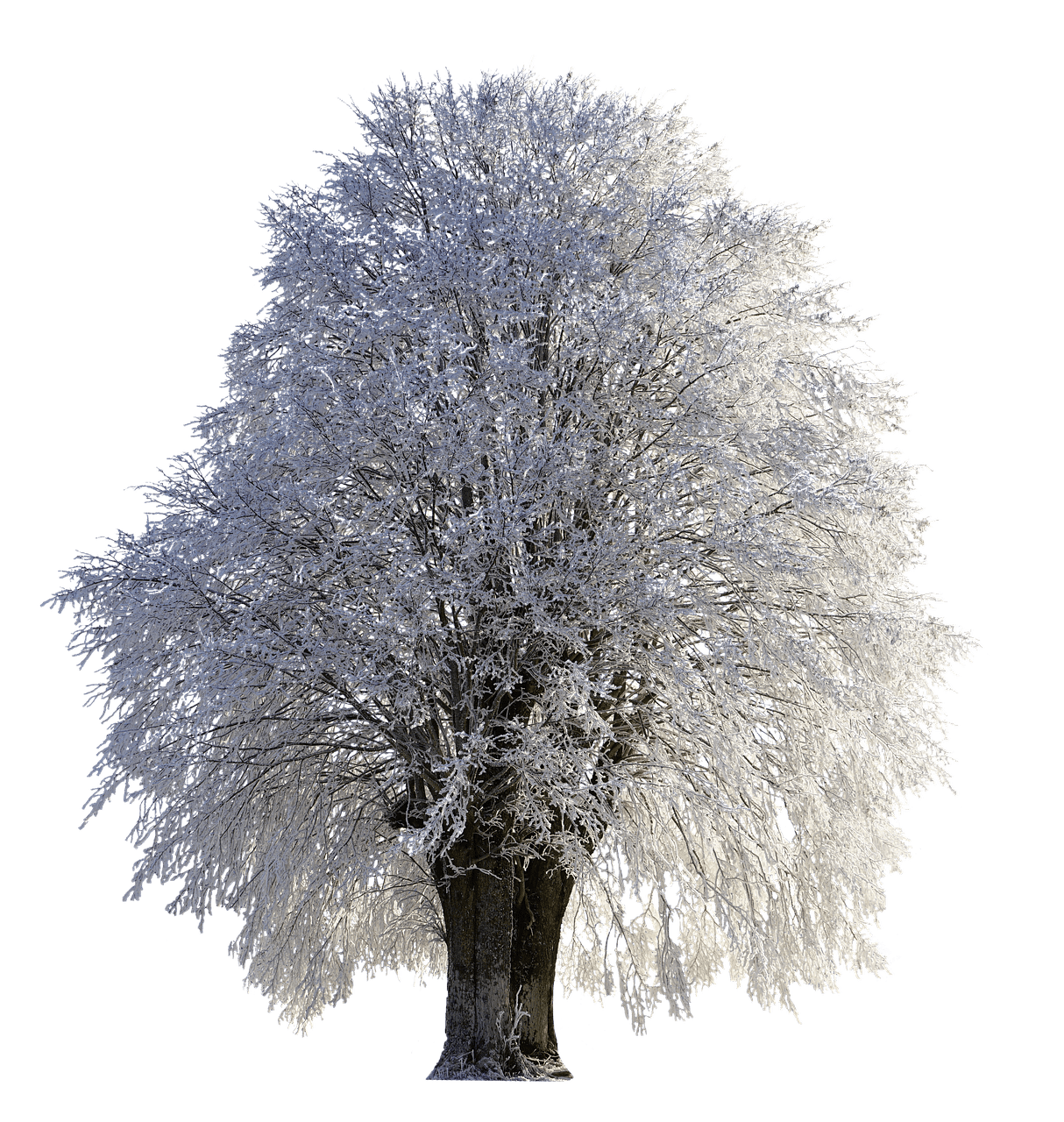 Árbol derecho